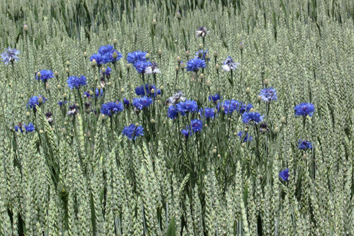 Kornblumen am Rand eines Weizenfeldes bei Langensteinbach - jetzt in voller Blüte (G. Franke, 15.06.2021)