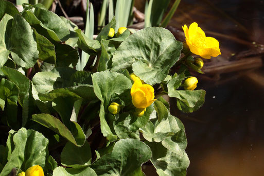 aufblühende Sumpf-Dotterblumen - Caltha palustris, am Gartenteich bei Karlsbad-Spielberg (G. Franke, 28.03.2020)