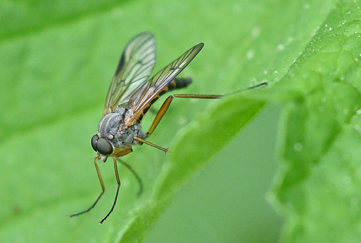 Schwarzfüßige Schnepfenfliege - Rhagio vitripennis; bei Karlsbad-Spielberg (G. Franke, 05.05.2026) Danke für die Bestätigung bei iNaturalist