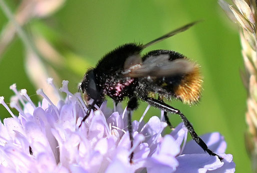 Hummel-Waldschwebfliege - Volucella bombylans, männlich, auf den Blüten der Acker-Witwenblume (G. Franke, 29.05.2026, Karlsbad-Spielberg)