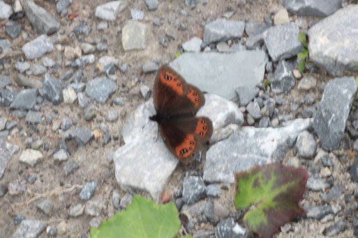 Gelbbindiger Mohrenfalter - Erebia meolans; Weg im oberen Gaistal bei Bad Herrenalb (G. Franke, Juni 2011) Danke für die Bestätigung im Lepiforum am 05.10.22