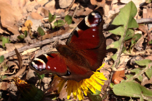 Tagpfauenauge - Inachis io; auf einer Löwenzahnblüte - Waldwegrand bei Auerbach (G. Franke, 20.04.2021)