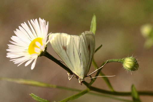 Möhrenzünsler - Sitochroa palealis; Waldwegrand zwischen Spielberg und Albtal (G. Franke, 01.08.2021)