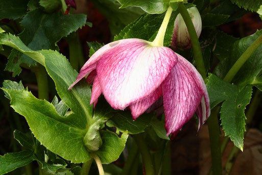 Nieswurzblüte - Spielberger Garten (G. Franke, 26.11.2022)