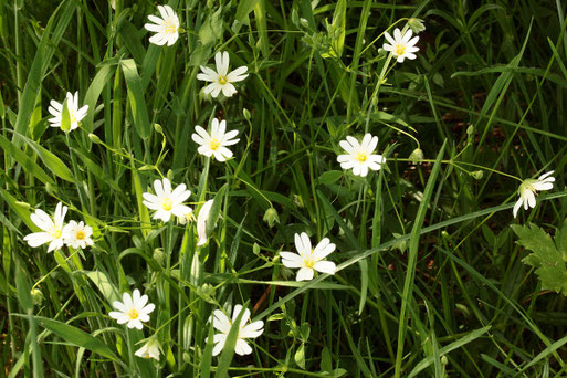 Echte Sternmiere - Stellaria holostea; Streuobstwiesenrand an einem Gehölzstreifen südwestlich von Spielberg (G. Franke, 08.05.2022)