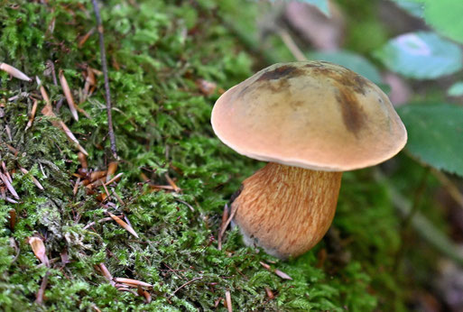Netzstieliger Hexenröhrling - Waldwegböschung bei Karlsbad-Spielberg (G. Franke, 09.08.2025)