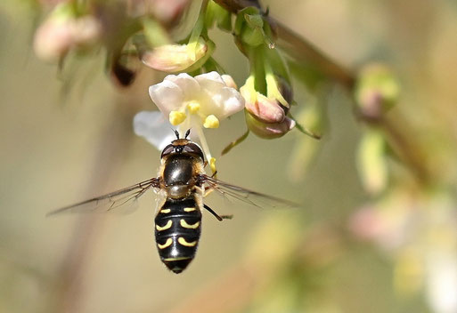 Frühe Großstirn-Schwebfliege - Scaeva selenitica; Garten bei Karlsbad-Spielberg (G. Franke, 03.03.2026)