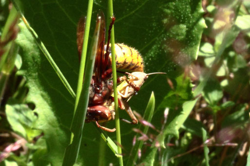 Hornisse - Vespa crabro; im Gras mit Beute - Streuobstwiese südwestlich von Spielberg (G. Franke, 02.07.2022)