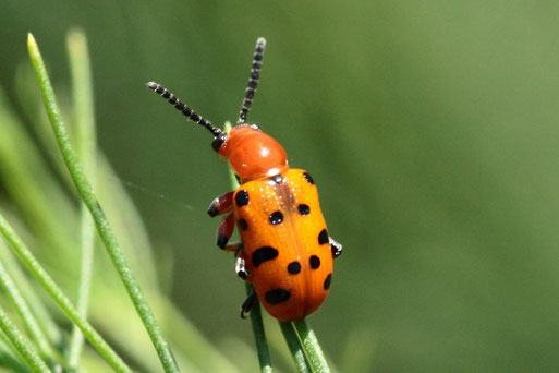 Zwölfpunkt-Spargelkäfer im Garten (G. Franke, 24.07.2019)