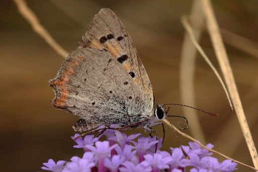 Kleiner Feuerfalter - Lycaena phlaeas - Flügelunterseite; bei Karlsbad-Spielberg (G. Franke, 17.09.2020)