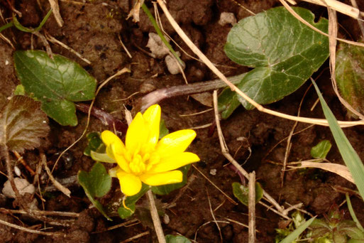 Scharbockskraut - Ranunculus ficaria; Streuobstwiese südlich von Spielberg neben Brombeergebüsch (G. Franke, 06.03.2022)