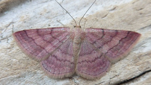 Violettroter Kleinspanner (Rindenspanner) - Scopula rubiginata (H. Schuldt, Landkreis Karlsruhe 2025)