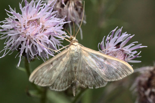 Blasser Nesselzünsler - Patania ruralis; Streuobstwiese südwestlich von Spielberg (G. Franke, 09.07.2022) bestätigt im Lepiforum und bei naturgucker.de