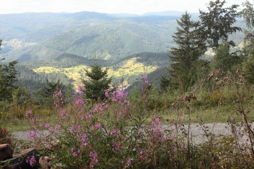 Blick von unterhalb der Langmartskopfhütte im Nordschwarzwald in die Gegend um Reichental (G. Franke, 16.08.2019)