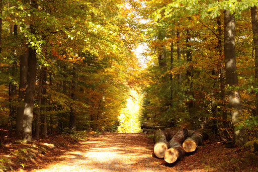 Waldweg zwischen Karlsbad-Spielberg und Langensteinbach (G. Franke, 25.10.2020)