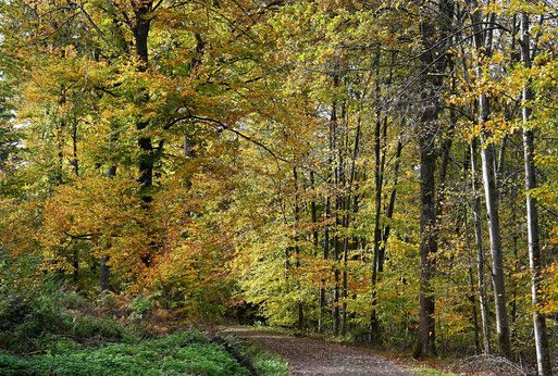 Herbstwald bei Karlsbad-Spielberg (G. Franke, 08.11.2023)