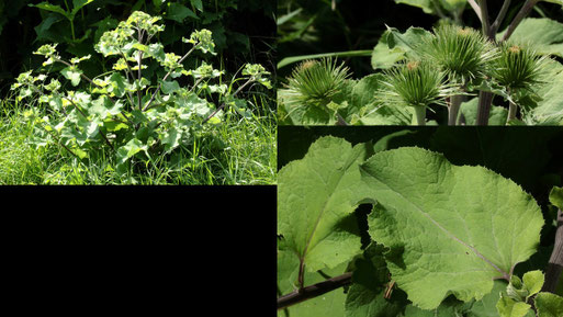 Kleine Klette - Arctium minus; Randstreifen neben einem Sonnenblumenfeld bei Auerbach (G. Franke, 10.07.2021)