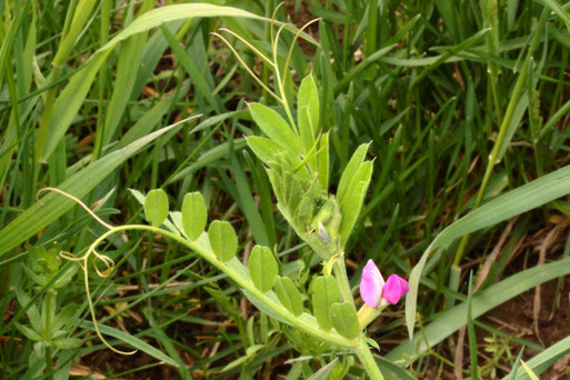 Saat-Wicke - Vicia sativa; Ackerrand bei Karlsbad-Auerbach (G. Franke, 08.05.2021)