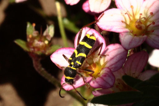 Gemeiner Widderbock - Clytus arietis; auf einer Steinbrechblüte im Garten (G. Franke, 09.05.2021, Spielberg)