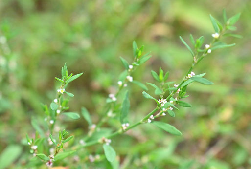 Artengruppe Vogelknöterich - Polygonum aviculare agg.; Waldwegrand bei Karlsbad-Spielberg (G. Franke, 23.08.2025)