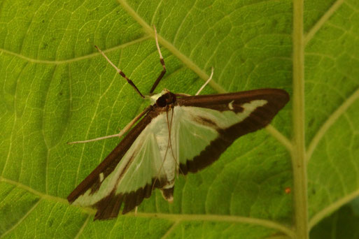 Buchsbaum-Zünsler - Cydalima perspectalis (G. Franke, August 2020, Karlsbad)