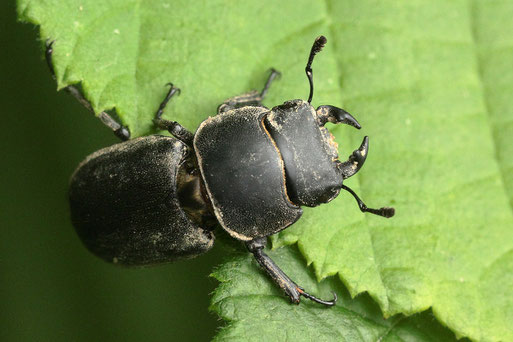 Balkenschröter - Dorcus parallelepipedus; Spielberger Garten (G. Franke, 11.06.2019)