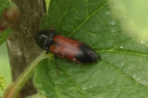 Gegürtelter Schnellkäfer - Ampedus balteatus; Spielberger Garten (G. Franke, 18.05.2019)