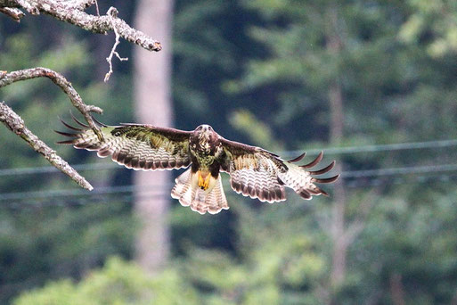 Mäusebussard - Buteo buteo; Karlsbad-Spielberg (B. Guthmann, 17.07.2021)
