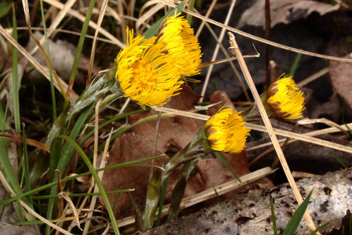 blühender Huflattich - Tussilago farfara; Blüten sind nur bei Sonnenschein geöffnet; Waldwegrand zwischen Spielberg und Langensteinbach (G. Franke, 02.03.2022)