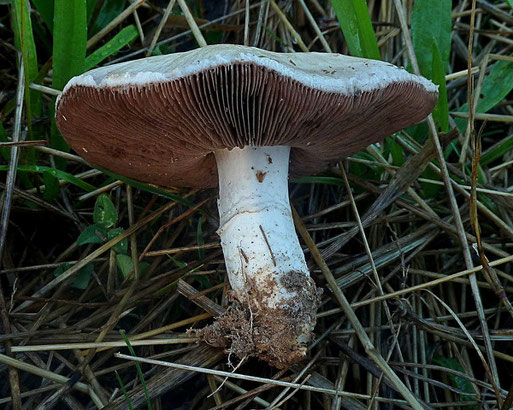 Wiesen-Champignon - Agaricus campestris, Streuobstwiese bei Spielberg (B. Miggel, 07.09.2022)