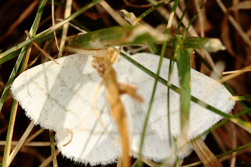 Weißstirn-Weißspanner - Cabera pusaria; Streuobstwiese am Waldrand südlich von Spielberg - ein Spanner der Laubwälder und angrenzender Biotope (G. Franke, 22.08.2022) Danke für die Bestätigung im Lepiforum