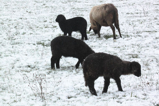 Schafe bei Spielberg (G. Franke, 14.12.2022)