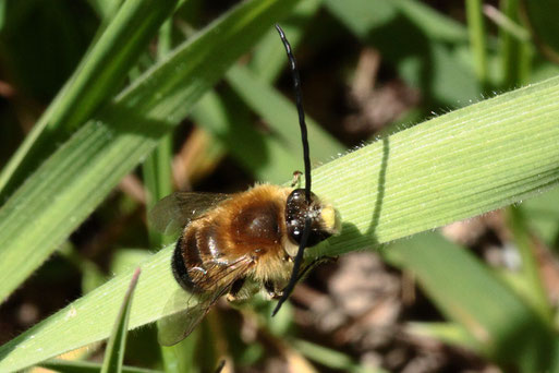 Mai-Langhornbiene - Eucera nigrescens; ruht sich aus auf einer Streuobstwiese bei Karlsbad-Spielberg (G. Franke, 14.04.2020)