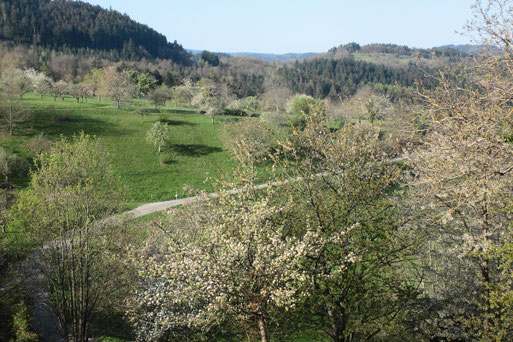Streuobstwiesen bei Loffenau (G. Franke, 19.04.2019)