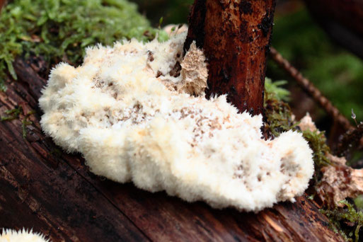 Weißer Polsterpilz - Postia ptychogaster (G. Franke, 22.10.2022)