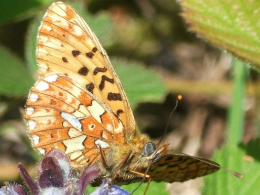 Silberfleck-Perlmutterfalter - Boloria euphrosyne; Bereich Oberes Albtal - Zieflesberg/ Plotzsägemühle (H. Schuldt, Mai 2011)