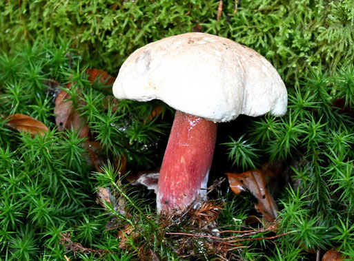 Schönfuß-Röhrling - Caloboletus calopus; Mischwald bei Marxzell-Pfaffenrot (G. Franke, 11.10.2025)