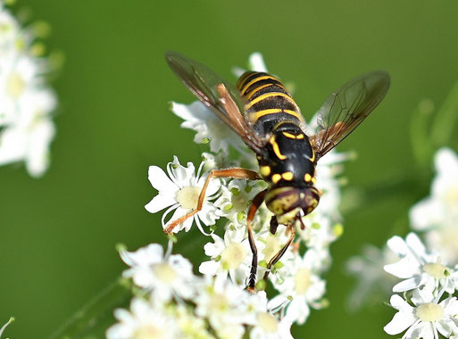Spilomyia manicata - Umgebung von Karlsbad und Waldbronn