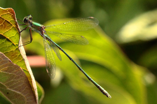 Weidenjungfer - Chalcolestes viridis; Streuobstwiese/ Gehölzstreifen südlich von Spielberg (G. Franke, 30.08.2022)