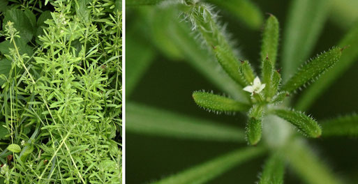 Kletten-Labkraut - Galium aparine; Streuobstwiesenrand/ Waldrand südwestlich von Spielberg (G. Franke, 28.05.2022)