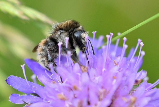 Veränderliche Hummel - Bombus humilis; auf den Blüten der Acker-Witwenblume - Wiese bei Karlsbad-Spielberg; Rote Liste Deutschland, Kategorie 3, gefährdet (G. Franke, 04.06.2026)
