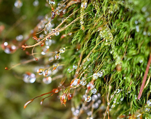 Sicheliges Kleingabelzahnmoos - Dicranella heteromalla; oberer Albtalhang bei Karlsbad-Spielberg (G. Franke, 06.12.2025) vielen Dank für die Bestätigung bei iNaturalist