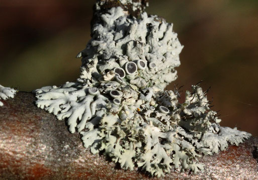 Helm-Schwielenflechte - Physcia adscendens; an einem Obstbaumast auf einer Streuobstwiese bei Spielberg (G. Franke, 02.01.2022)