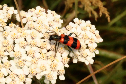 Gemeiner Bienenkäfer - Trichodes apiarius; Streuobstwiese südlich von Spielberg (G. Franke, 21.06.2022) Rote Liste D - Kategorie 3 - gefährdet