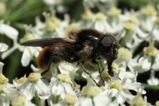 Cheilosia illustrata - Bunte Erzschwebfliege; Waldwegrand auf den Blüten vom Wiesen-Bärenklau bei Ittersbach (G. Franke, 28.07.2021)