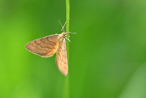Rostgelber Magerrasen-Kleinspanner - Idaea serpntata; Wiese bei Ittersbach (G. Franke, 03.06.2026) Vielen Dank für die Bestimmungshilfe bei schmetterlinge-bw.de; Rote Liste Deutschland Kategorie V (Vorwarnstufe)