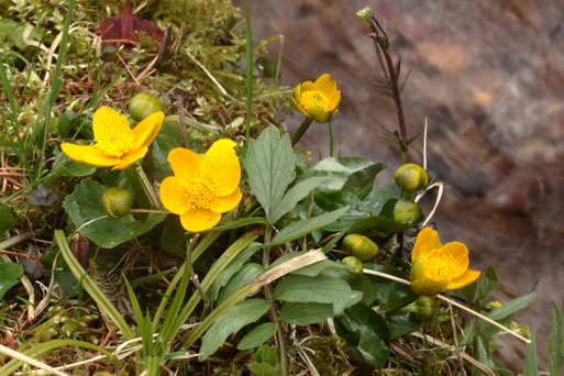 Sumpfdotterblume - Caltha palustris, an einem Bergbach bei Zieflensberg, Nähe Bad Herrenalb (G. Franke, 27.03.2019)