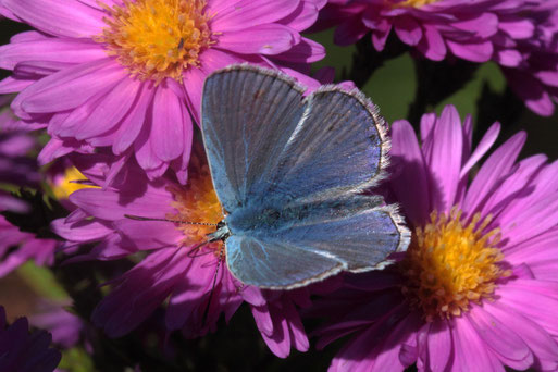Hauhechel-Bläuling - Garten, Karlsbad-Spielberg (G. Franke, 27.09.2018)