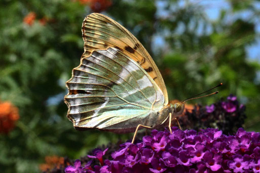 auf der Streuobstwiese südlich von Spielberg beobachtet und anschließend im angrenzenden Garten fotografiert - Kaisermantel - Argynnis - paphia (G. Franke, 14.07.2022)