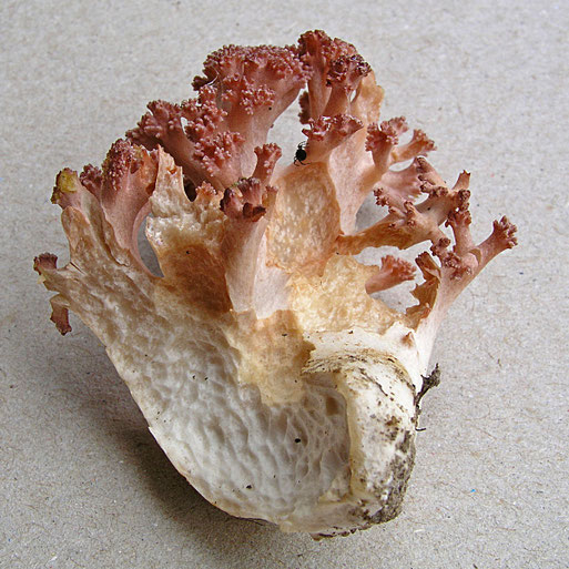 Bild 3 (B. Miggel)